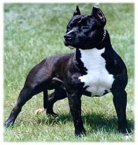 fazeure - American Staffordshire Terrier Mâle (1 an)