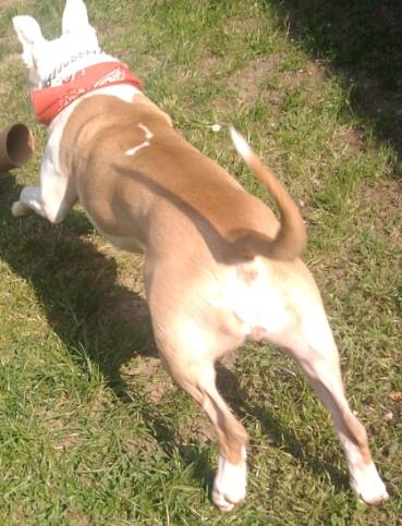 Bayda - American Staffordshire Terrier (3 ans)