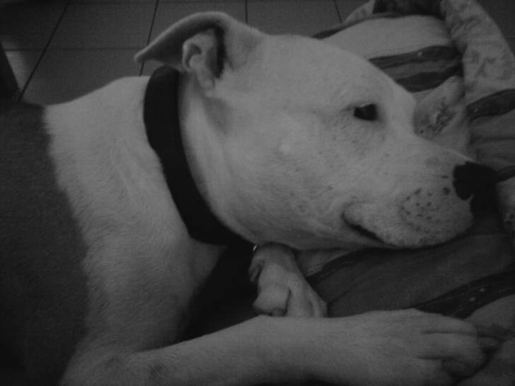 Bayda - American Staffordshire Terrier (3 ans)