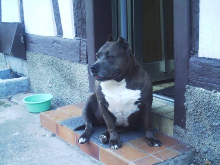 tequila - American Staffordshire Terrier (7 ans)