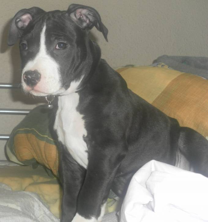 Tchikita - American Staffordshire Terrier (2 mois)