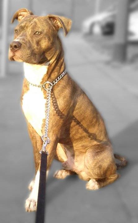 Torento - American Staffordshire Terrier Mâle (1 an)