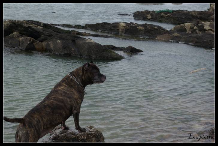 Nice - American Staffordshire Terrier (12 ans)