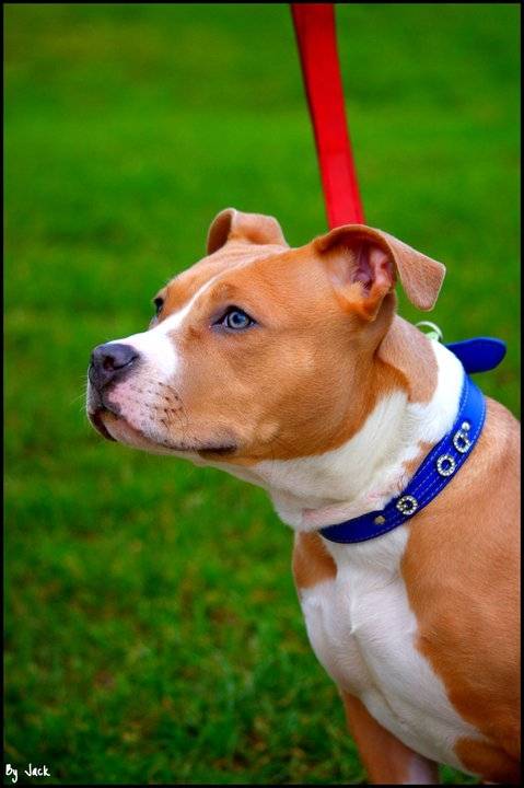 tina - American Staffordshire Terrier (1 an)