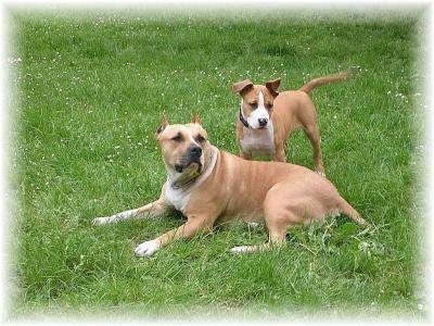 wolf et son fils - American Staffordshire Terrier Mâle (1 an)