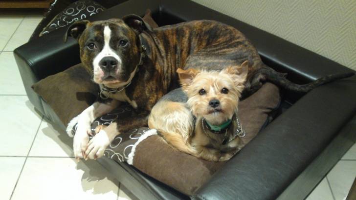 Crypto et Duck - American Staffordshire Terrier Mâle (4 ans)