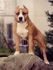 thaleur et son pote - American Staffordshire Terrier Mâle (1 an)