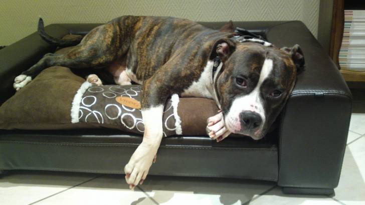 Crypto - American Staffordshire Terrier Mâle (4 ans)