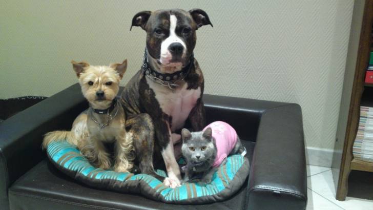 Duck, Crypto et Guimauve - American Staffordshire Terrier