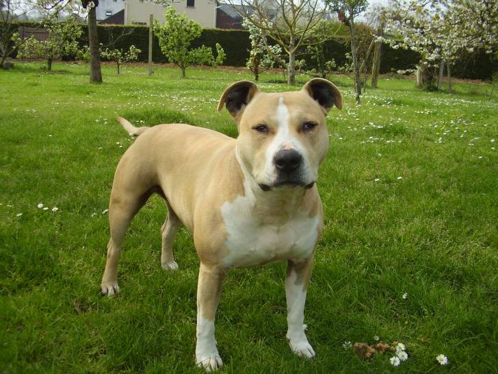 milton - American Staffordshire Terrier (6 ans)
