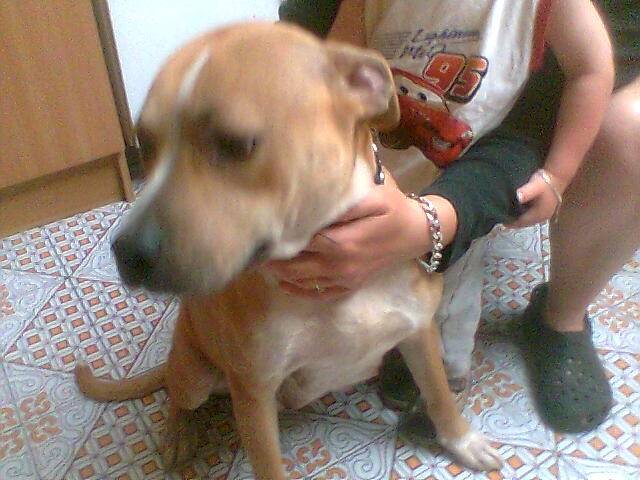 nicky - American Staffordshire Terrier (1 an)