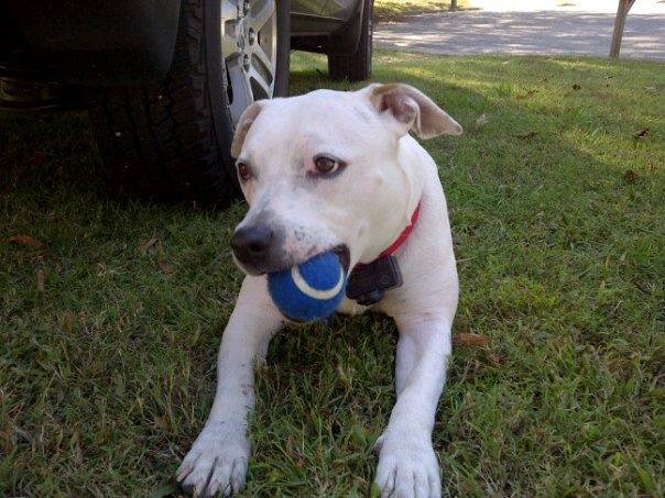 Nikki - American Staffordshire Terrier (2 ans)