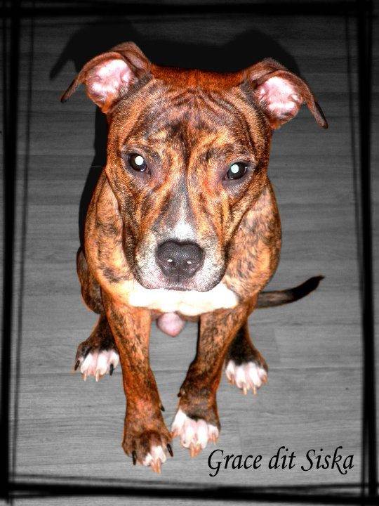 siska - American Staffordshire Terrier (10 mois)