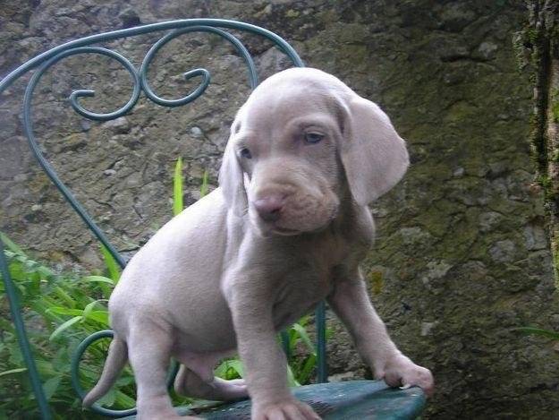 lola - American Staffordshire Terrier (1 an)