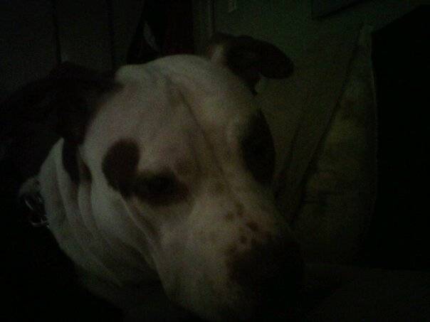 Phoenix AKA Hercules - American Staffordshire Terrier Mâle (3 ans)