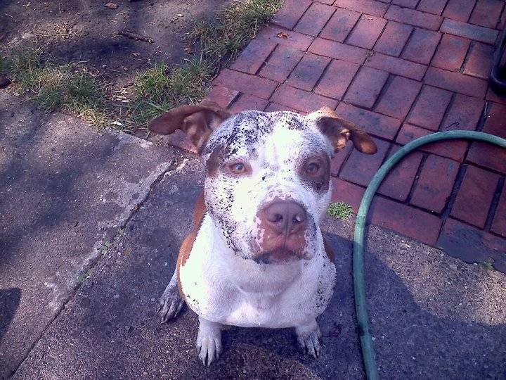 Phoenix AKA Hercules - American Staffordshire Terrier Mâle (3 ans)