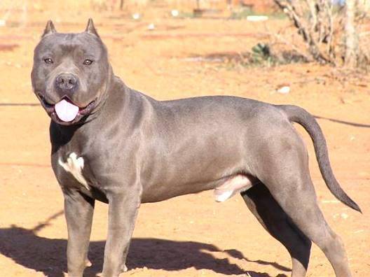 Dry - American Staffordshire Terrier Mâle (3 ans)