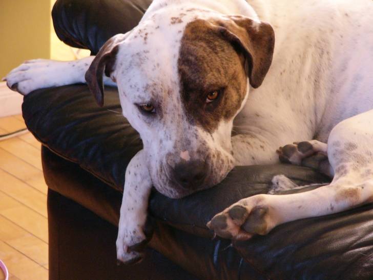 rupus - American Staffordshire Terrier Mâle (5 ans)