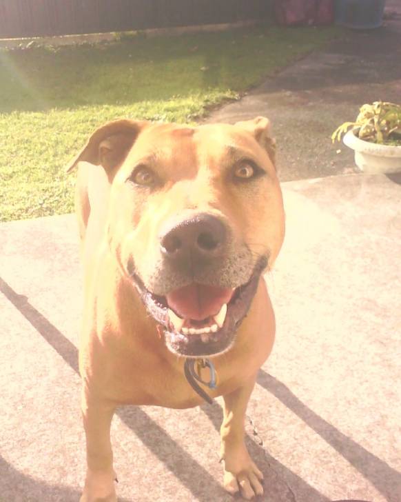 Kaiyah - American Staffordshire Terrier (7 ans)