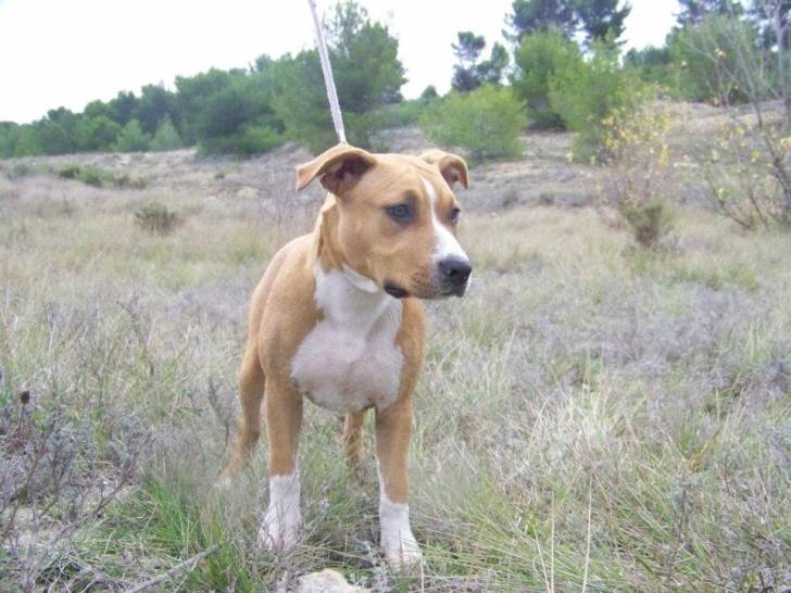 miya - American Staffordshire Terrier (7 mois)