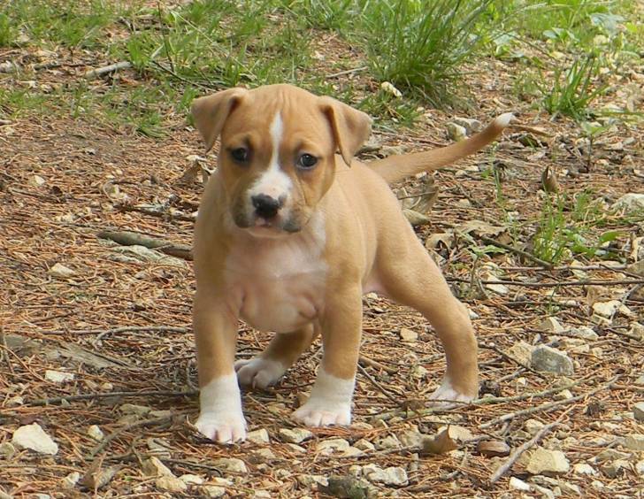 Miya - American Staffordshire Terrier (2 mois)