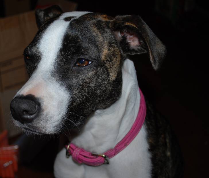 Taylor - American Staffordshire Terrier (2 ans)