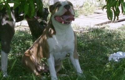Beauty Killa - American Staffordshire Terrier (3 ans)