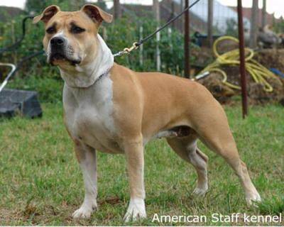 Cybelle - American Staffordshire Terrier (4 ans)