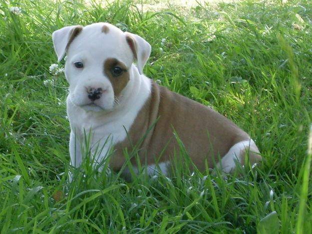 Mingo - American Staffordshire Terrier Mâle (1 mois)