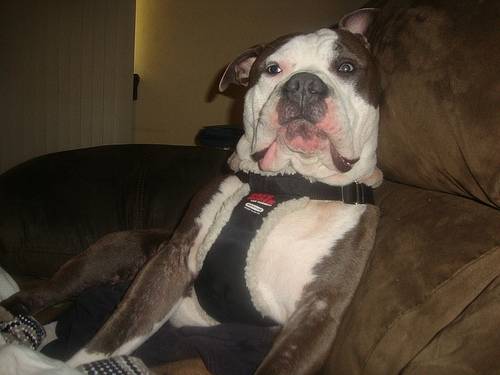 Boris - American Staffordshire Terrier Mâle (1 an)