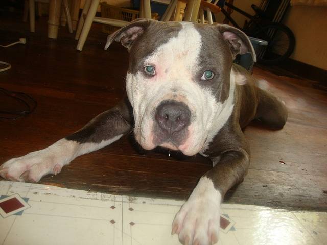 Boris - American Staffordshire Terrier Mâle (1 an)