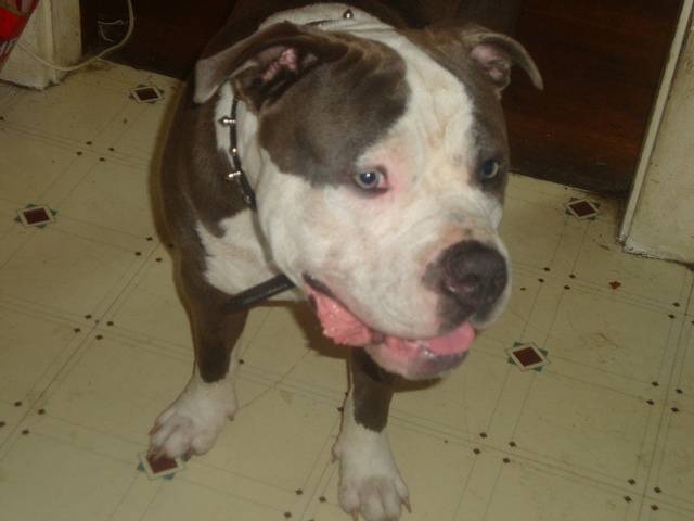 Boris - American Staffordshire Terrier Mâle (1 an)