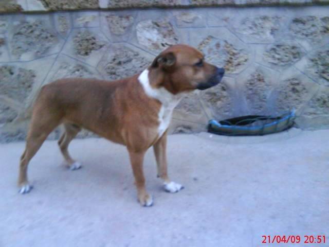 calin - American Staffordshire Terrier Mâle (3 ans)