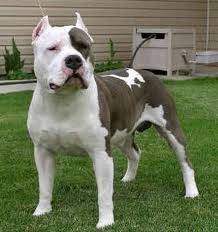Memo - American Staffordshire Terrier Mâle (1 an)