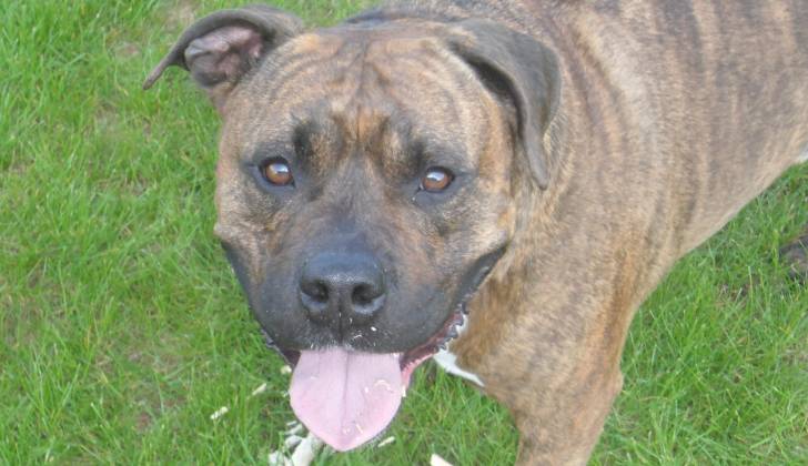 Malakay - American Staffordshire Terrier Mâle (7 ans)