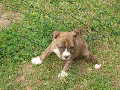 chelsea - American Staffordshire Terrier (2 ans)