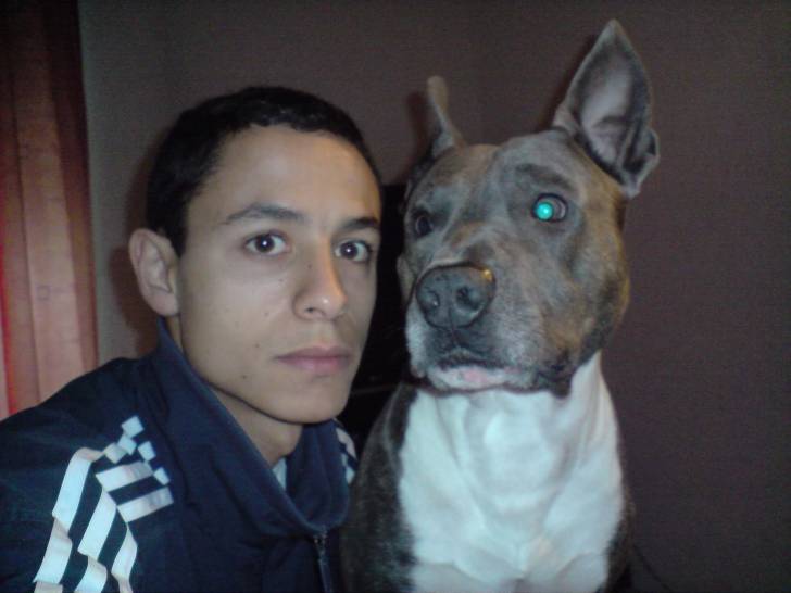 maddox - American Staffordshire Terrier Mâle (3 ans)