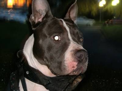 spyke - American Staffordshire Terrier Mâle (4 ans)