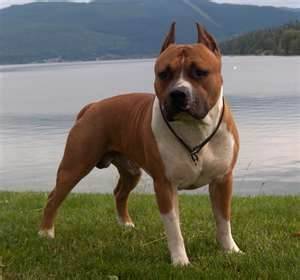 Jade - American Staffordshire Terrier (6 mois)