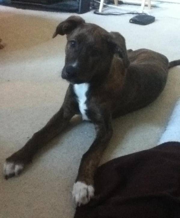 Zoey - American Staffordshire Terrier (7 mois)