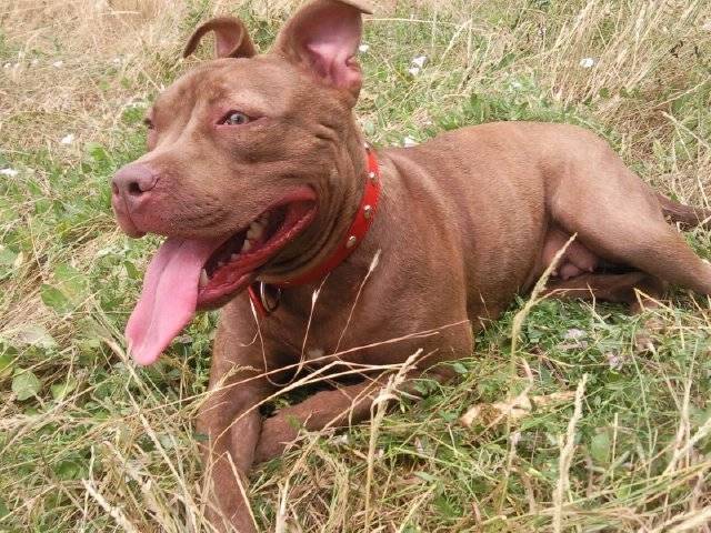 mia - American Staffordshire Terrier (1 an)