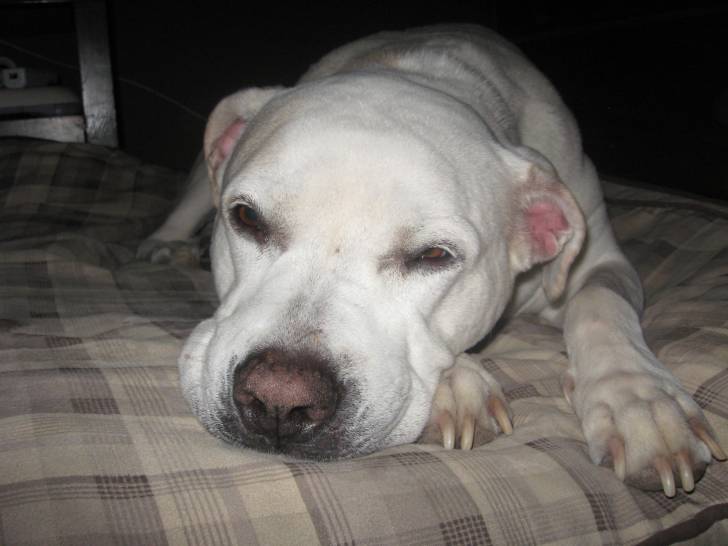 Tina My Dog - American Staffordshire Terrier (5 ans)
