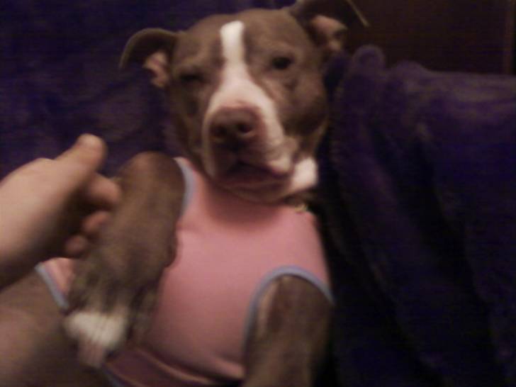 zara, chillaxing ;) - American Staffordshire Terrier (4 ans)