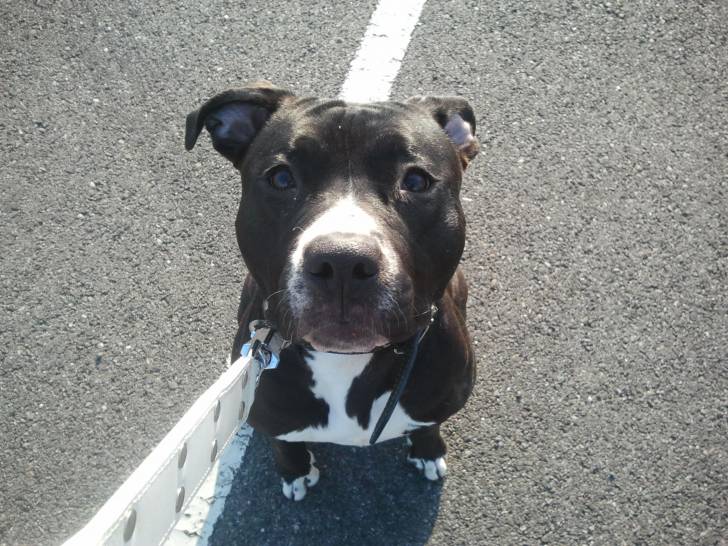 fana - American Staffordshire Terrier (1 an)
