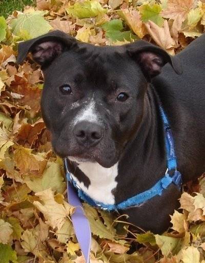 Winnie - American Staffordshire Terrier (7 ans)