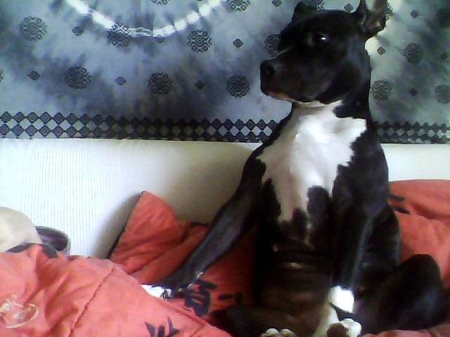 Fréya - American Staffordshire Terrier (1 an)