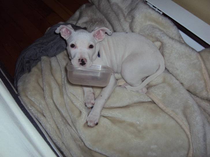 Bella - American Staffordshire Terrier (7 mois)