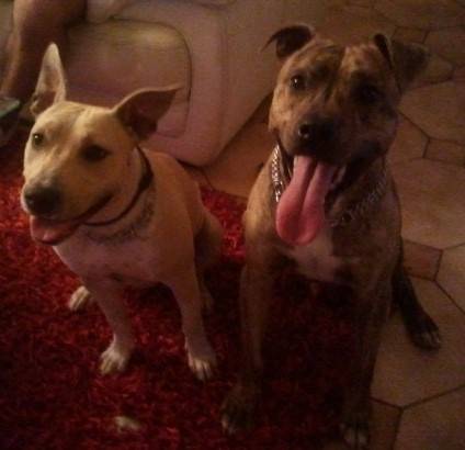 fidji - American Staffordshire Terrier Mâle (2 ans)