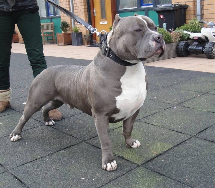boss - American Staffordshire Terrier Mâle (2 ans)