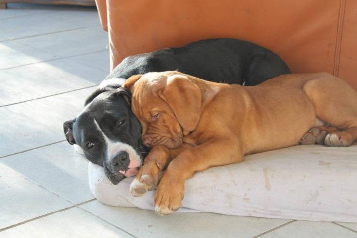 Gaïa et Hénok - American Staffordshire Terrier (10 mois)